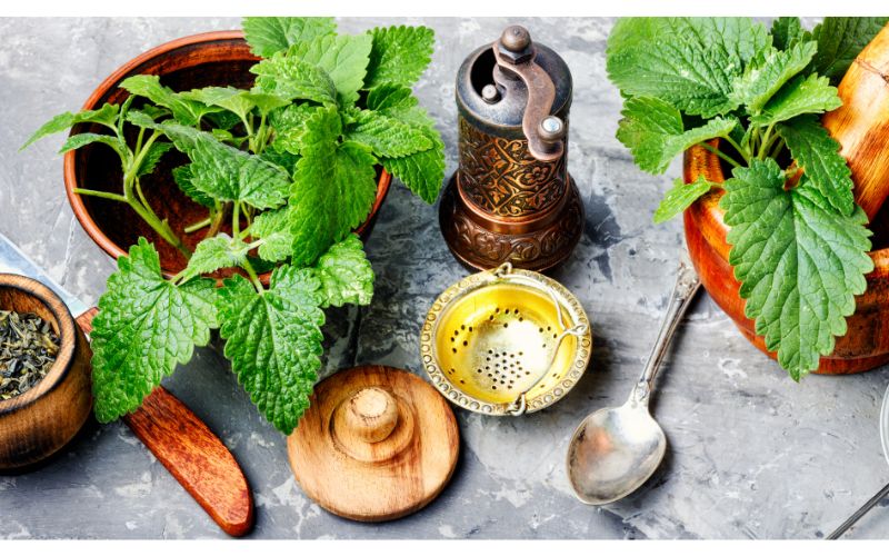 Ein Hauch von Zitrone, viele Vorteile: Alles über Zitronenmelisse