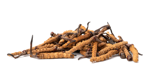 Cordyceps