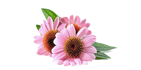 Echinacea