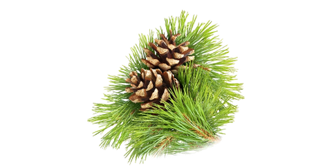 Maritime Pine