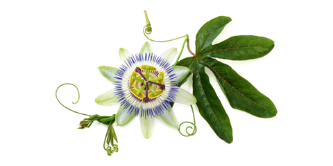 Passionsblume