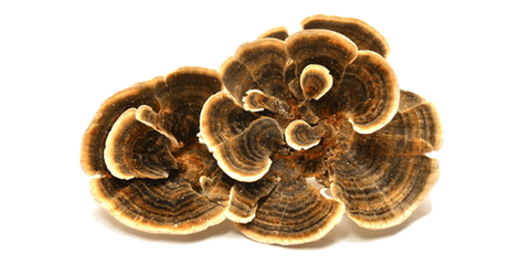 Turkey tail