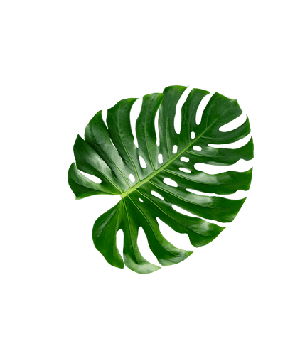 Collagen Formula - 60 Portions