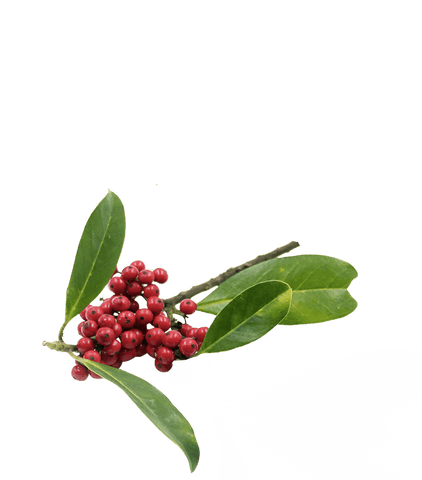 ENERGY - Die natürliche Energieformel