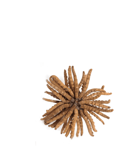 ENERGY - Die natürliche Energieformel