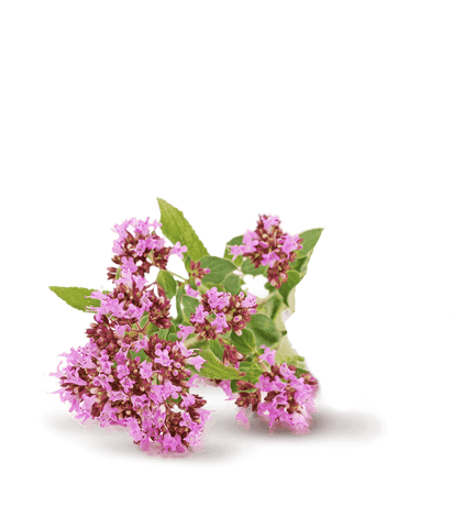 SLEEP Schlafhilfe-Formel - 6 Nachfüllpacks