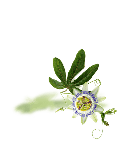 SLEEP Schlafhilfe-Formel - 30 Portionen